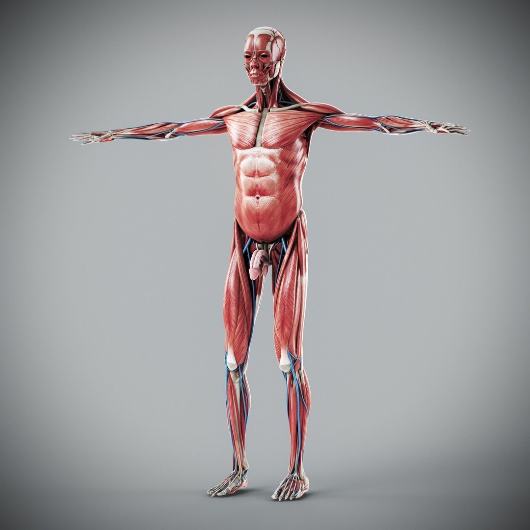 Human Male and Female Anatomy 3D Model – Complete Anatomical Systems, FBX, OBJ - View 48