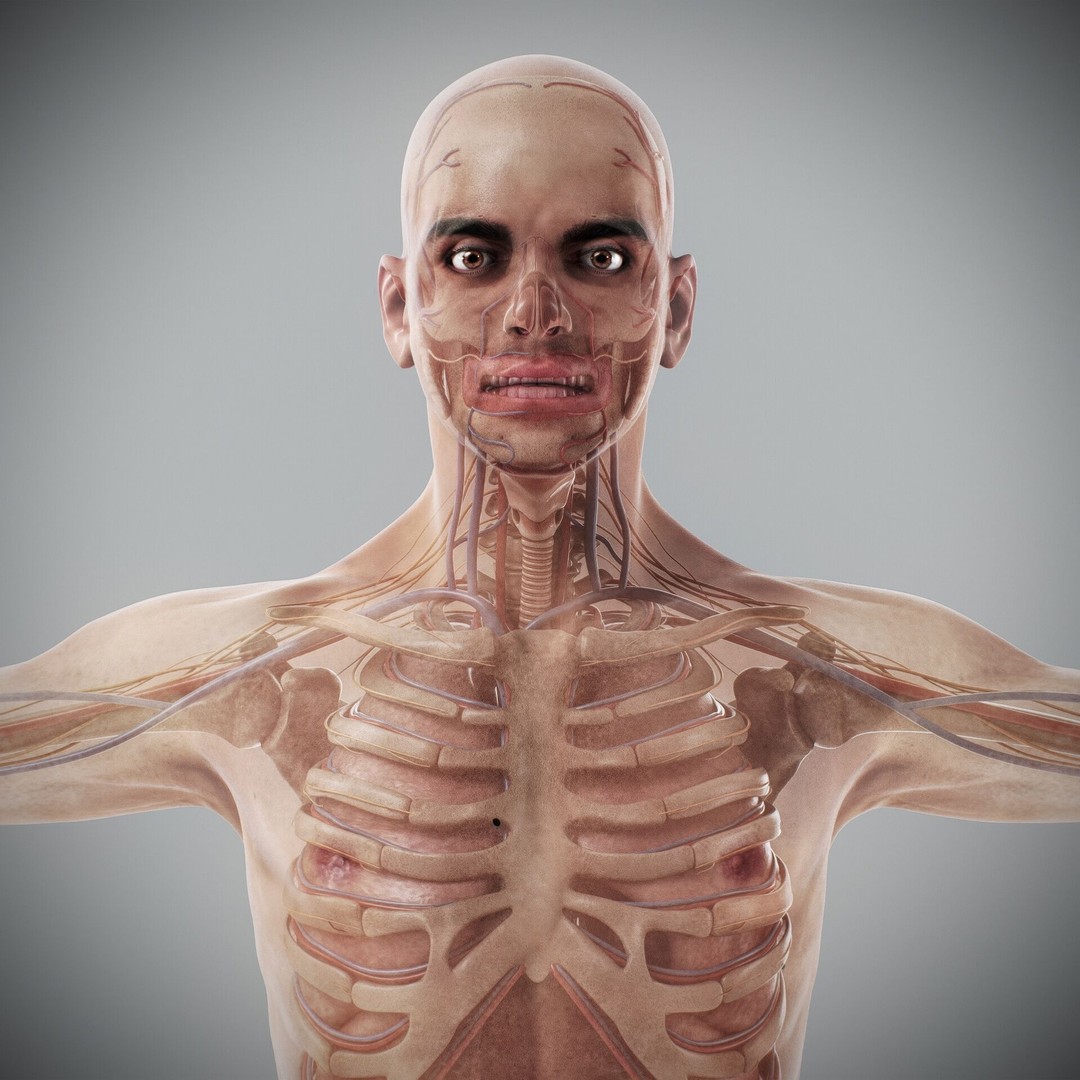 Human Male and Female Anatomy 3D Model – Complete Anatomical Systems, FBX, OBJ - View 5