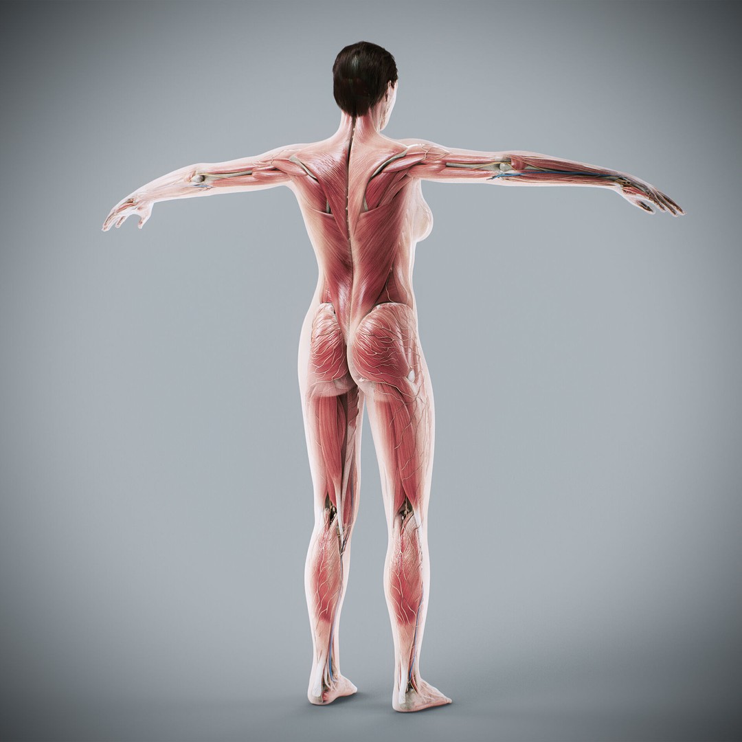 Human Male and Female Anatomy 3D Model – Complete Anatomical Systems, FBX, OBJ - View 51