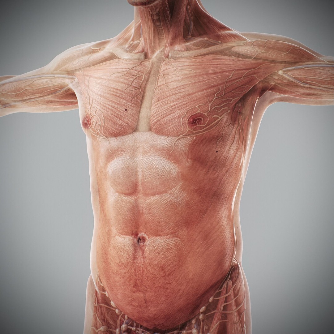 Human Male and Female Anatomy 3D Model – Complete Anatomical Systems, FBX, OBJ - View 54