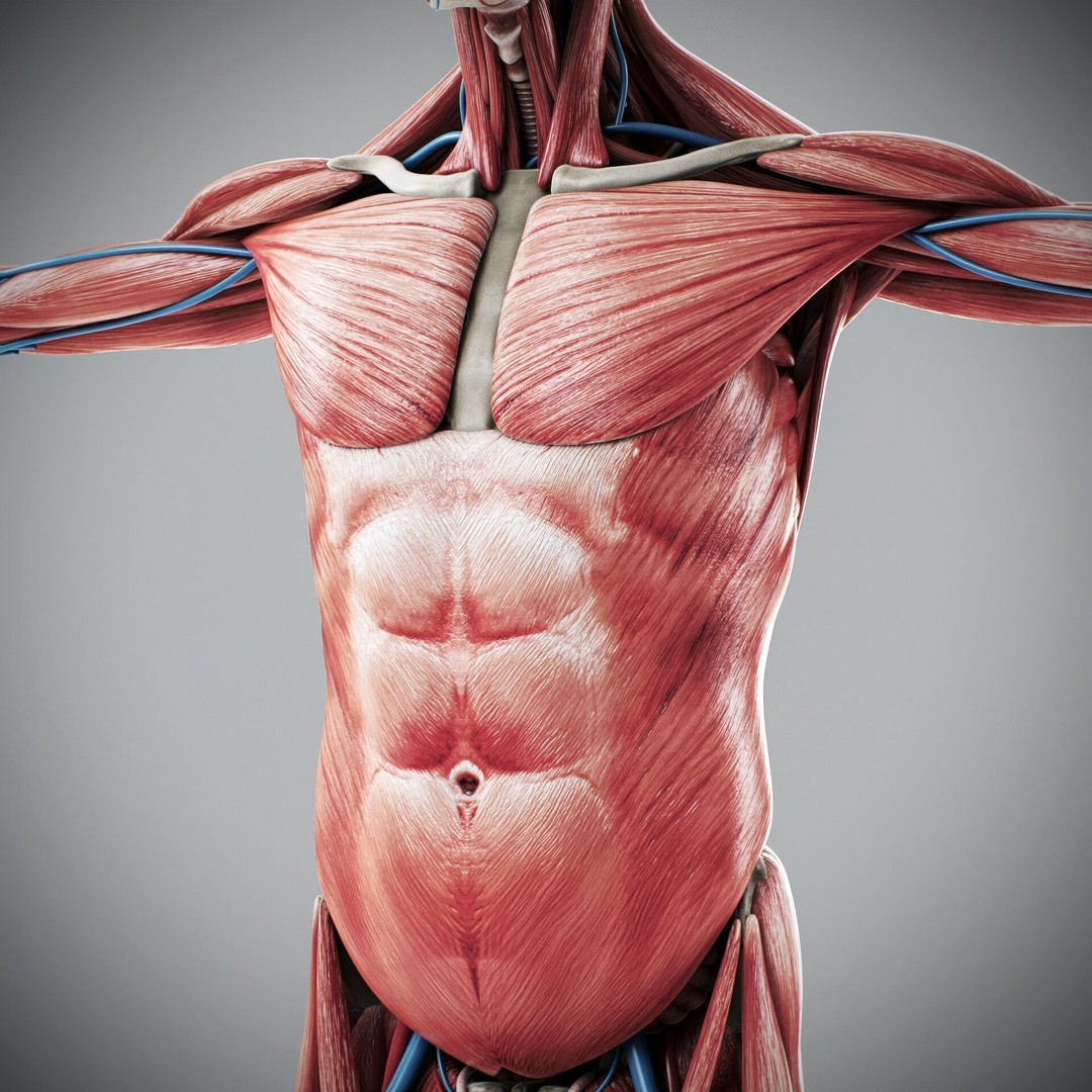 Human Male and Female Anatomy 3D Model – Complete Anatomical Systems, FBX, OBJ - View 55
