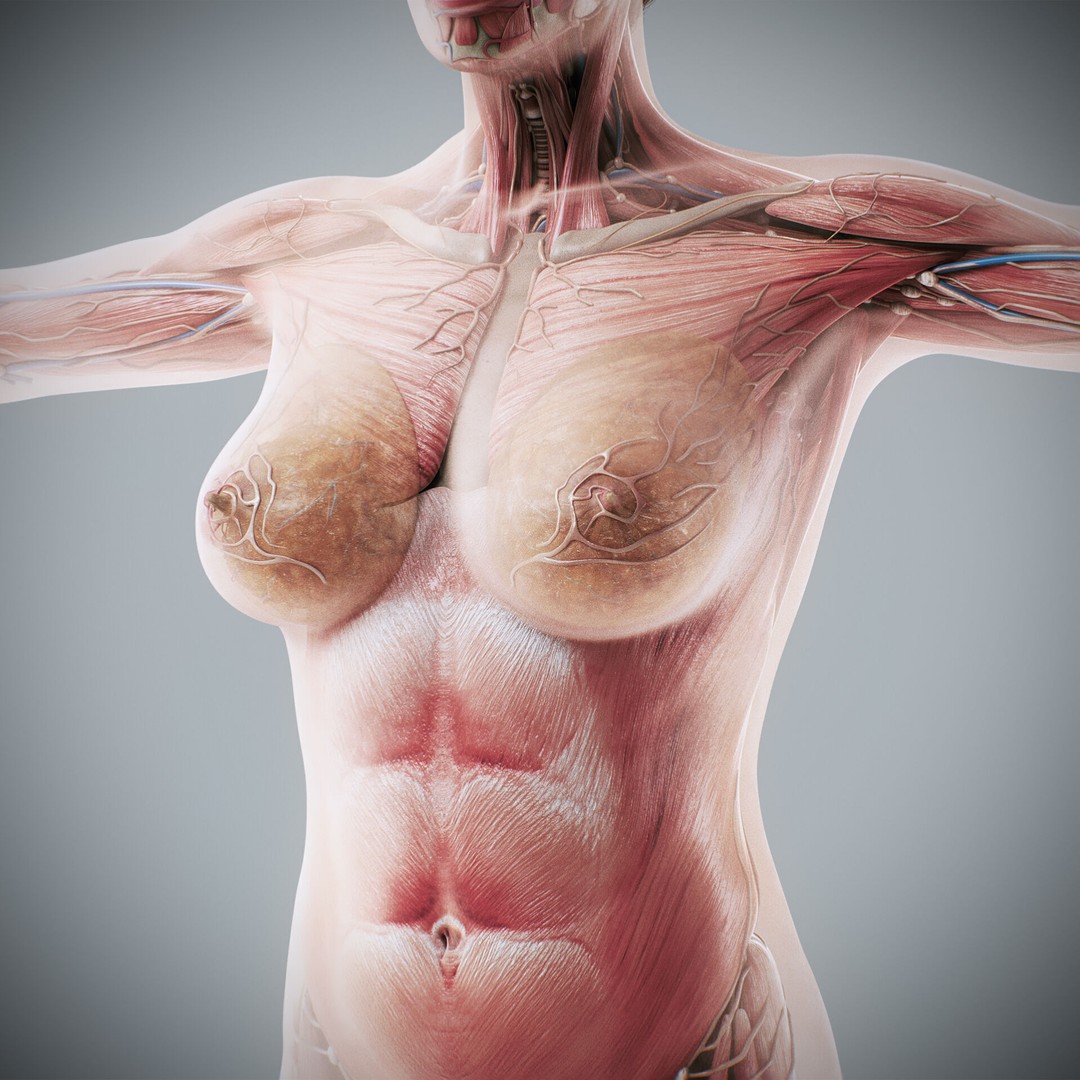 Human Male and Female Anatomy 3D Model – Complete Anatomical Systems, FBX, OBJ - View 59