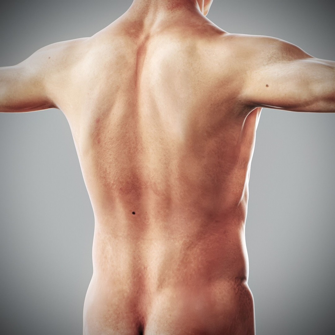 Human Male and Female Anatomy 3D Model – Complete Anatomical Systems, FBX, OBJ - View 62