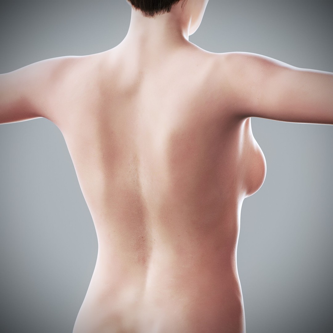 Human Male and Female Anatomy 3D Model – Complete Anatomical Systems, FBX, OBJ - View 65