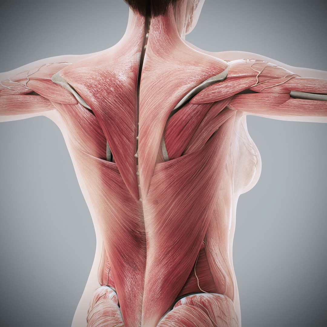 Human Male and Female Anatomy 3D Model – Complete Anatomical Systems, FBX, OBJ - View 66