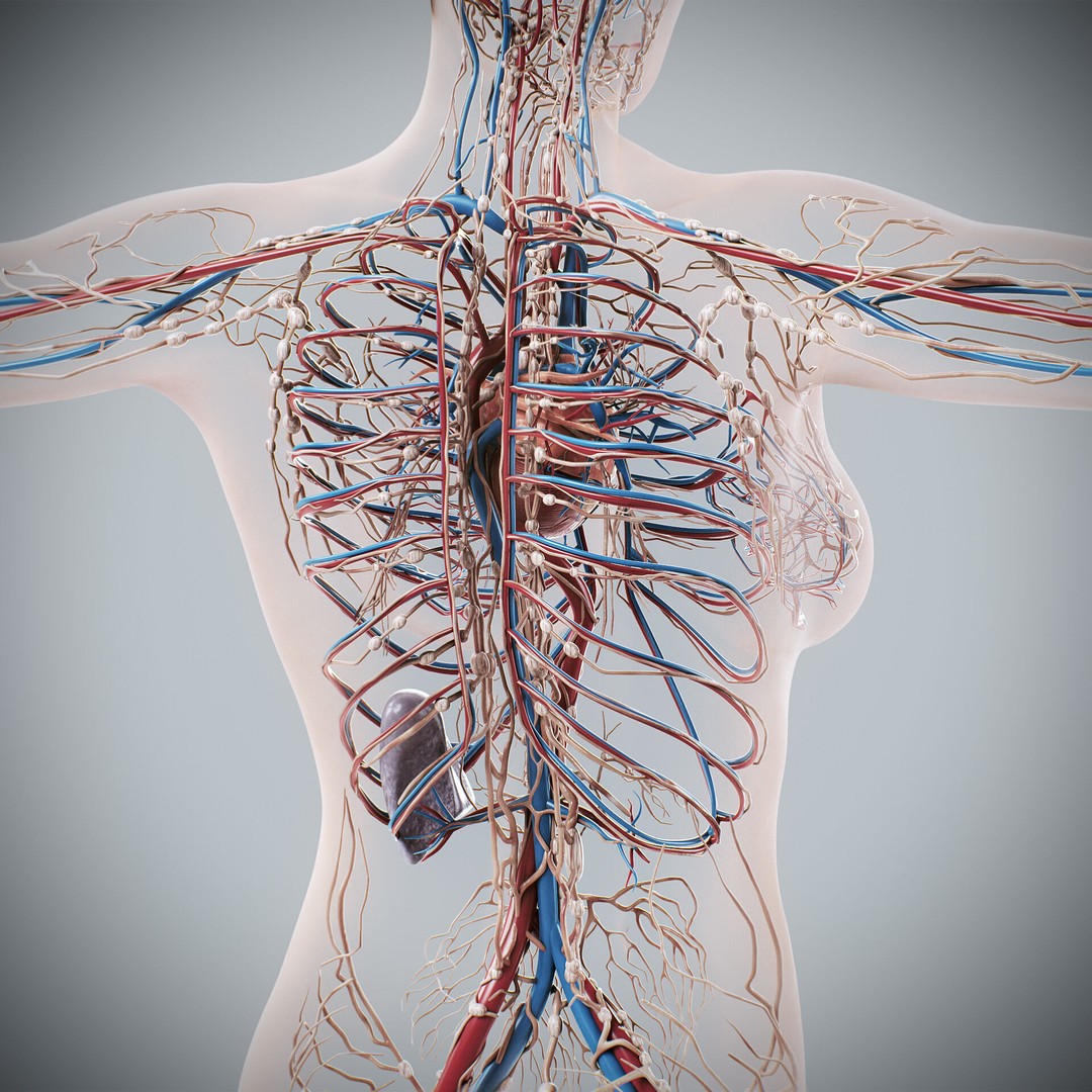 Human Male and Female Anatomy 3D Model – Complete Anatomical Systems, FBX, OBJ - View 67