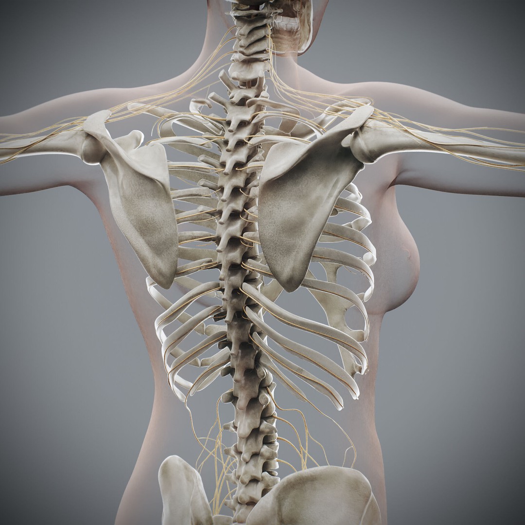 Human Male and Female Anatomy 3D Model – Complete Anatomical Systems, FBX, OBJ - View 68