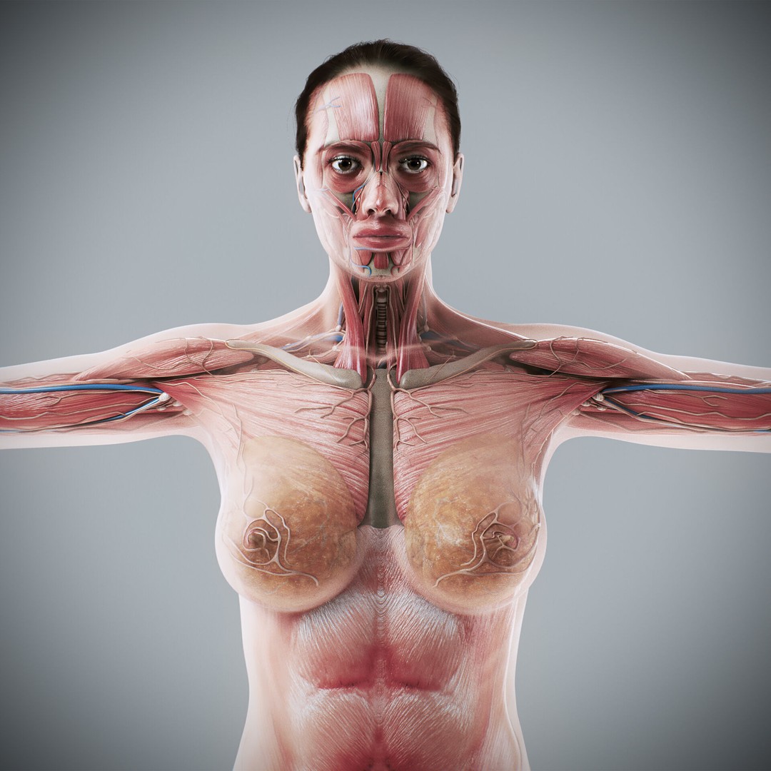 Human Male and Female Anatomy 3D Model – Complete Anatomical Systems, FBX, OBJ - View 7