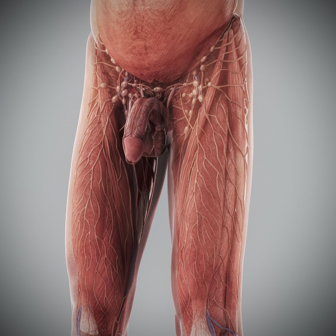 Human Male and Female Anatomy 3D Model – Complete Anatomical Systems, FBX, OBJ - View 70