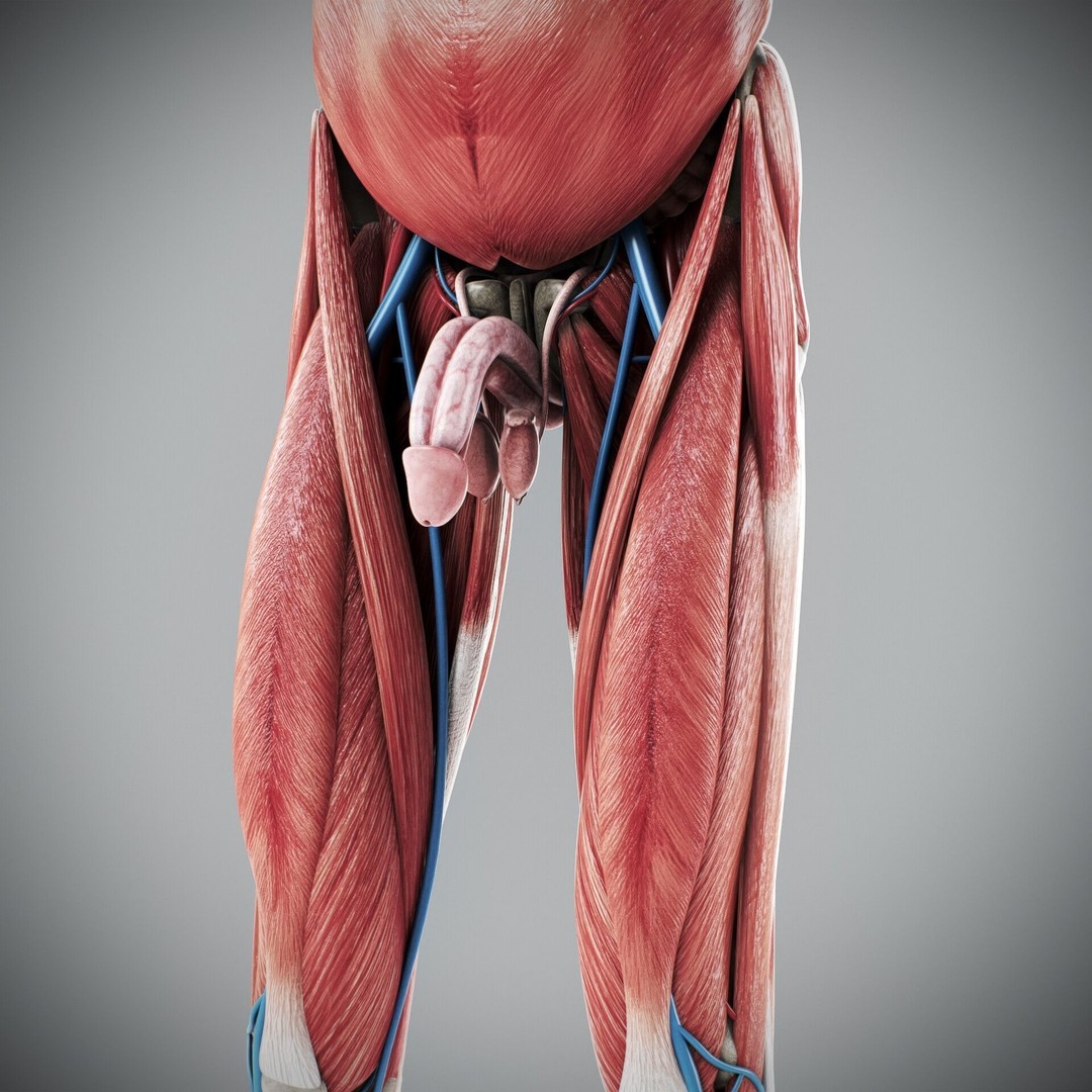 Human Male and Female Anatomy 3D Model – Complete Anatomical Systems, FBX, OBJ - View 71