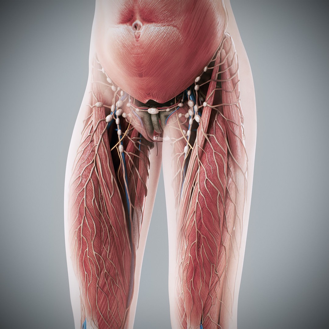 Human Male and Female Anatomy 3D Model – Complete Anatomical Systems, FBX, OBJ - View 74
