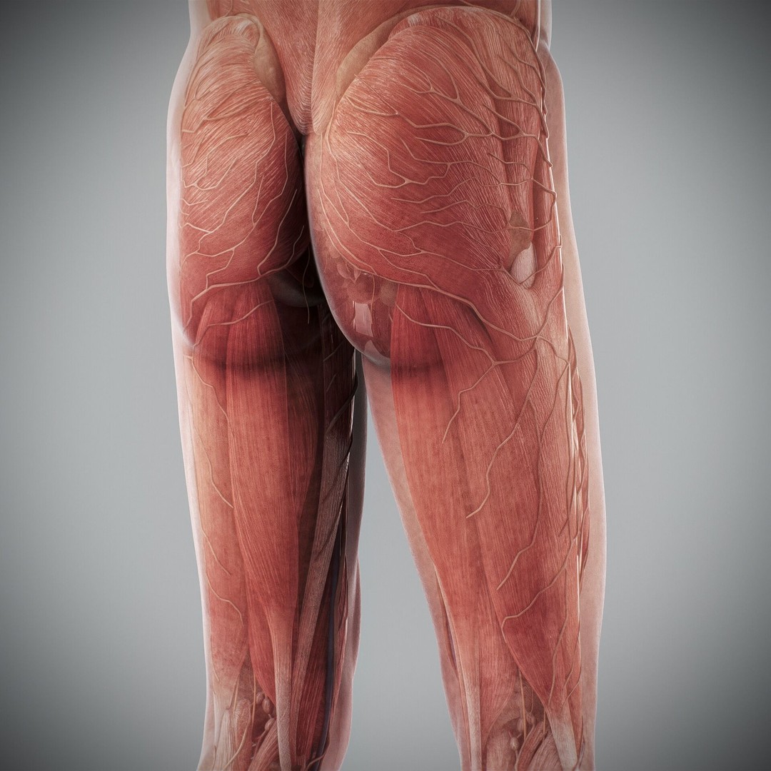 Human Male and Female Anatomy 3D Model – Complete Anatomical Systems, FBX, OBJ - View 76