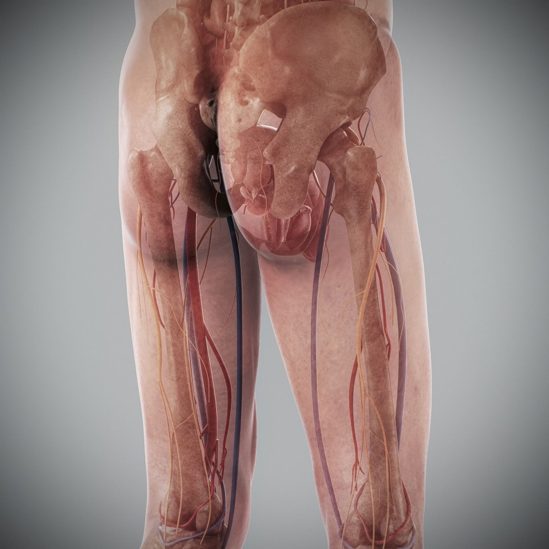 Human Male and Female Anatomy 3D Model – Complete Anatomical Systems, FBX, OBJ - View 77