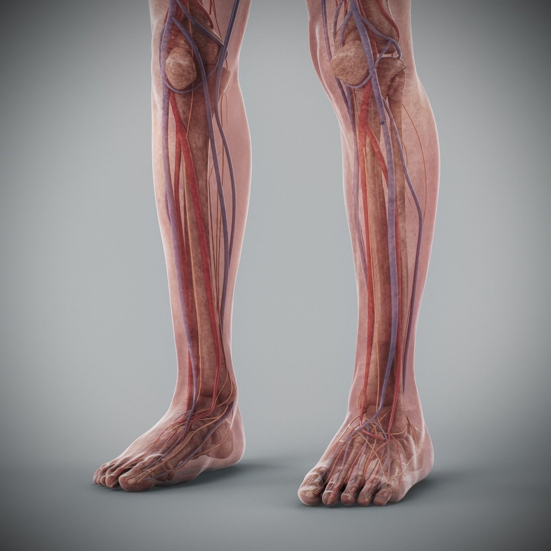 Human Male and Female Anatomy 3D Model – Complete Anatomical Systems, FBX, OBJ - View 82
