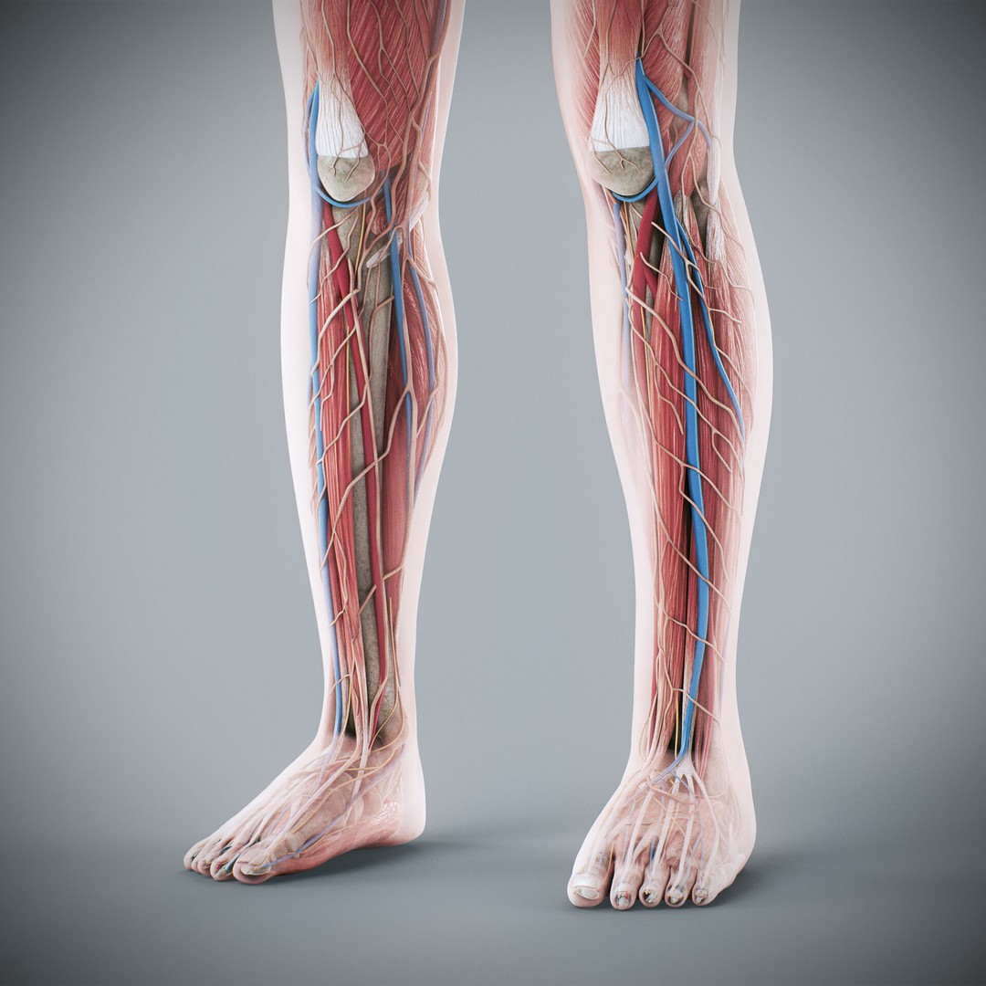 Human Male and Female Anatomy 3D Model – Complete Anatomical Systems, FBX, OBJ - View 84
