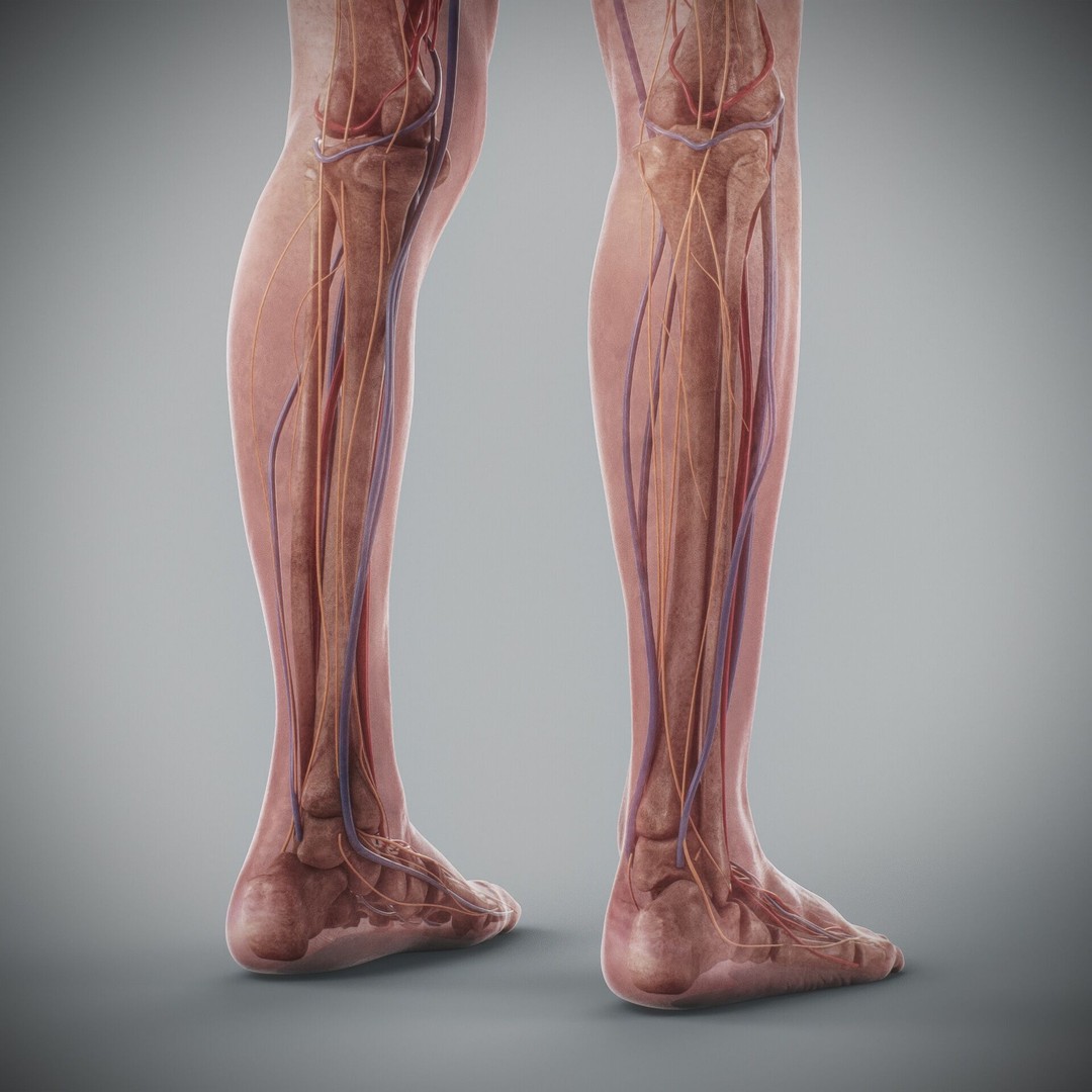 Human Male and Female Anatomy 3D Model – Complete Anatomical Systems, FBX, OBJ - View 87