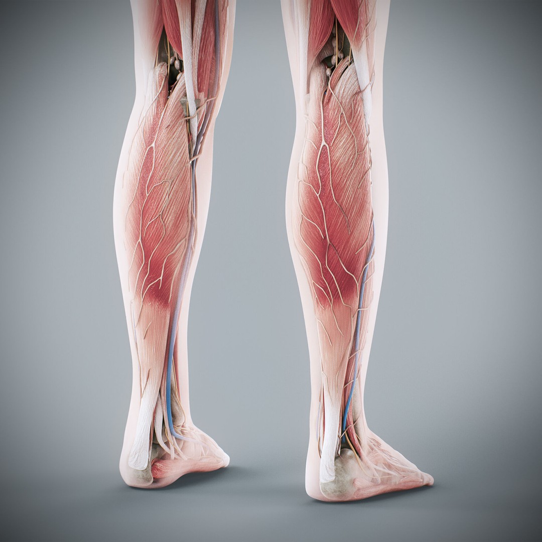 Human Male and Female Anatomy 3D Model – Complete Anatomical Systems, FBX, OBJ - View 89