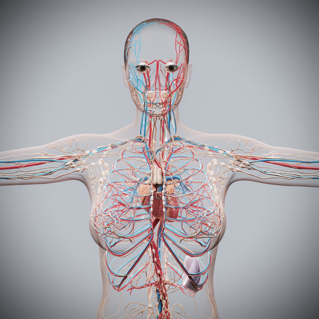 Human Male and Female Anatomy 3D Model – Complete Anatomical Systems, FBX, OBJ - View 9