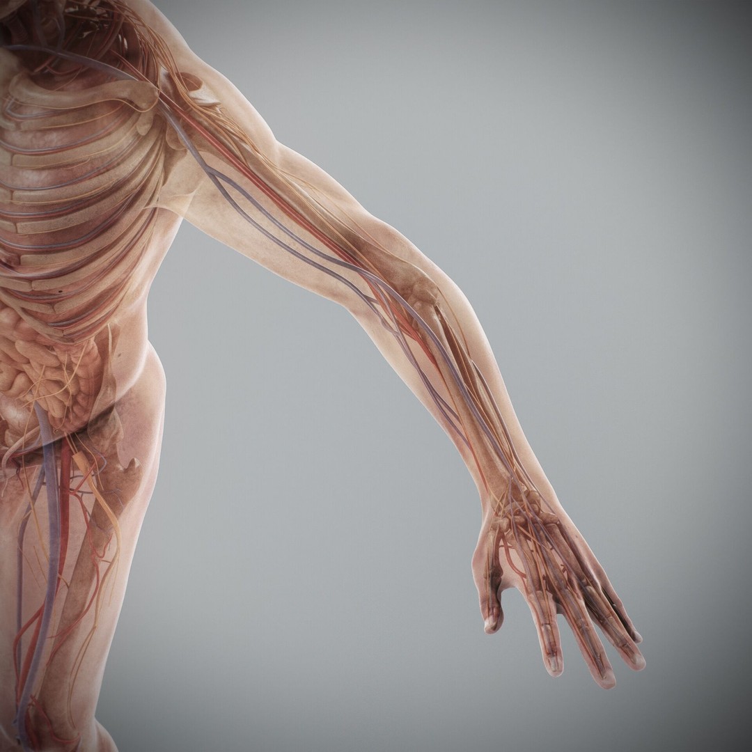 Human Male and Female Anatomy 3D Model – Complete Anatomical Systems, FBX, OBJ - View 91