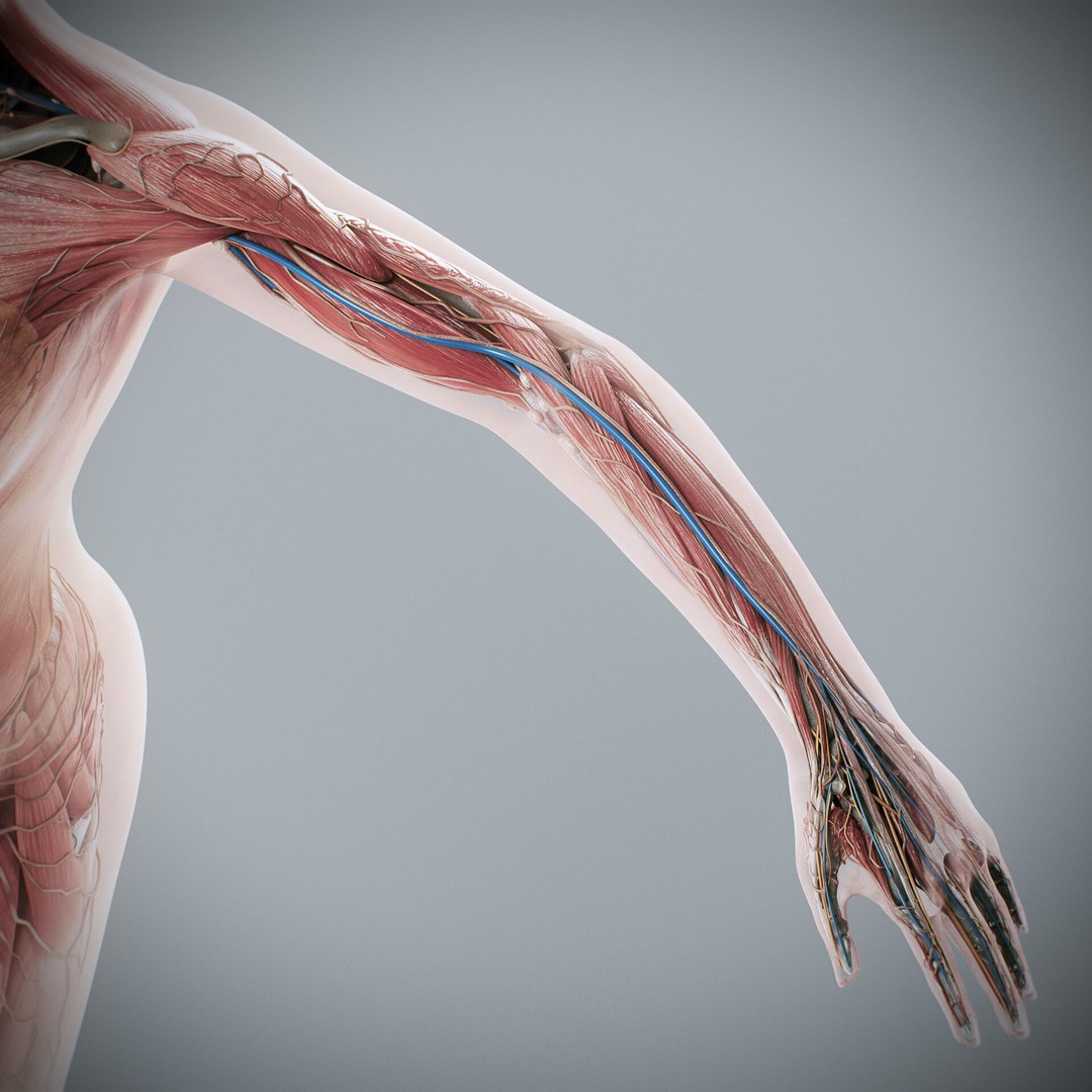 Human Male and Female Anatomy 3D Model – Complete Anatomical Systems, FBX, OBJ - View 93
