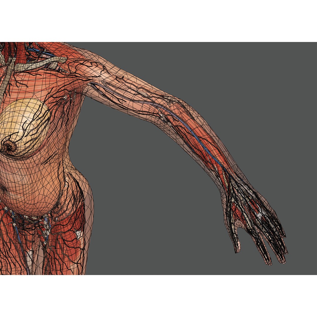 Human Male and Female Anatomy 3D Model – Complete Anatomical Systems, FBX, OBJ - View 94