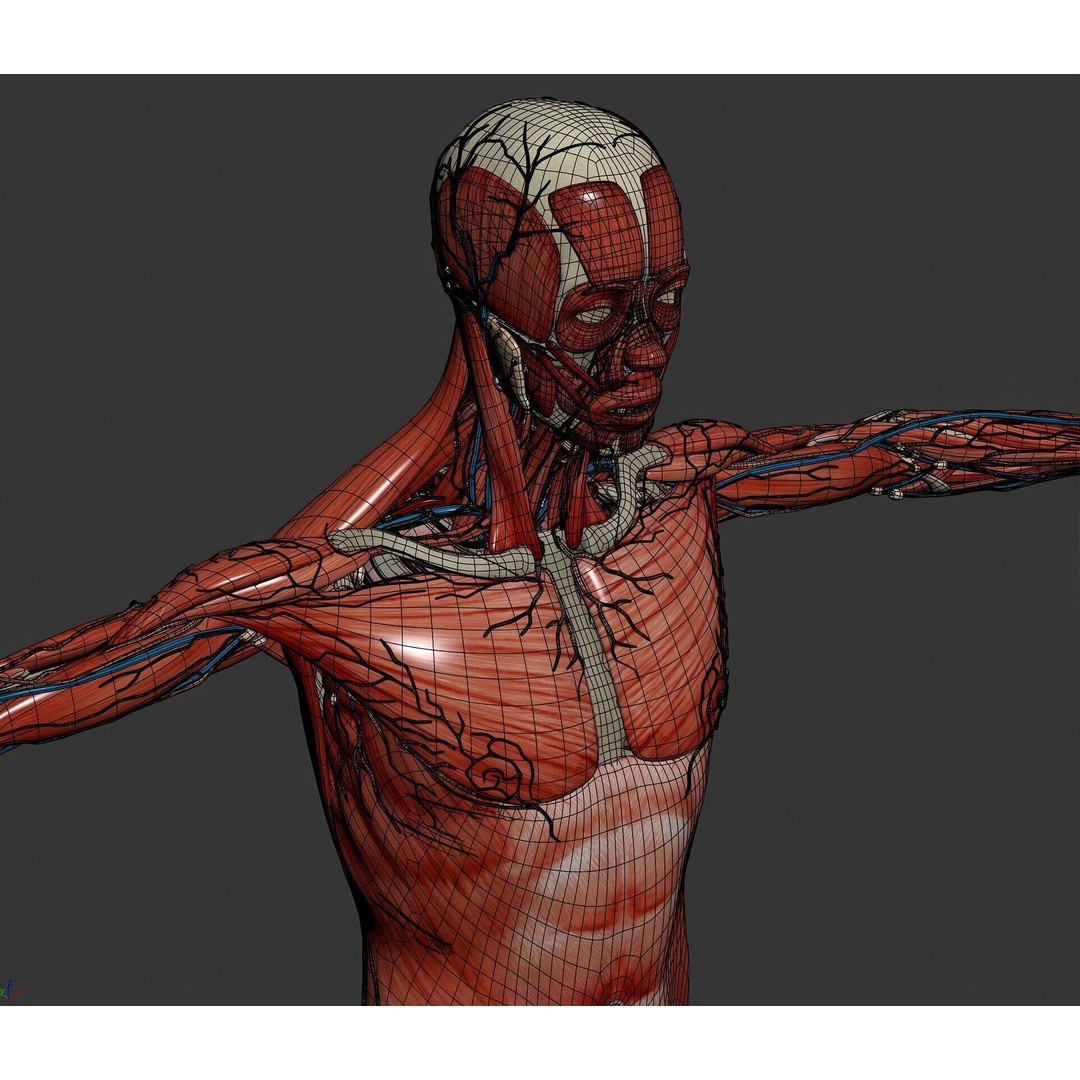 Human Male and Female Anatomy 3D Model – Complete Anatomical Systems, FBX, OBJ - View 95