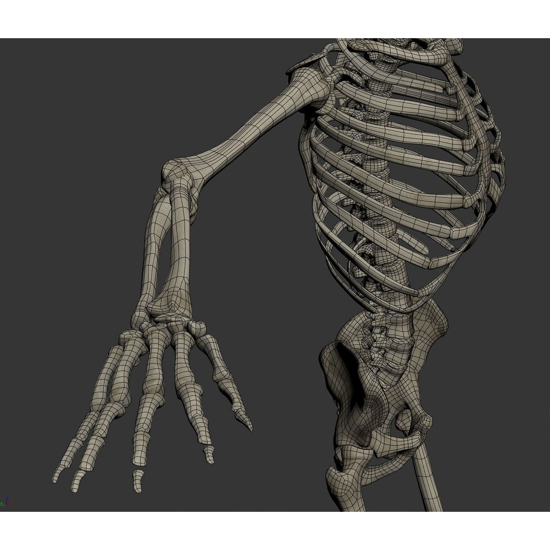 Human Male and Female Anatomy 3D Model – Complete Anatomical Systems, FBX, OBJ - View 96
