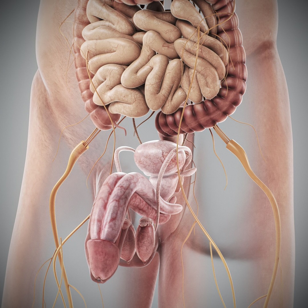 Human Male and Female Anatomy 3D Model – Complete Anatomical Systems, FBX, OBJ - View 98