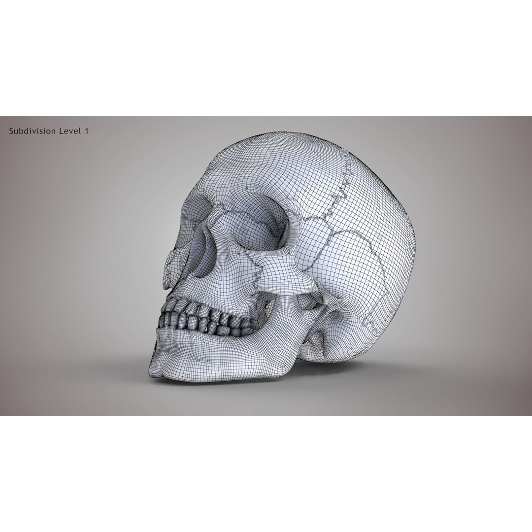 Golden Skull 3D Model – Low Poly PBR Game Asset, FBX