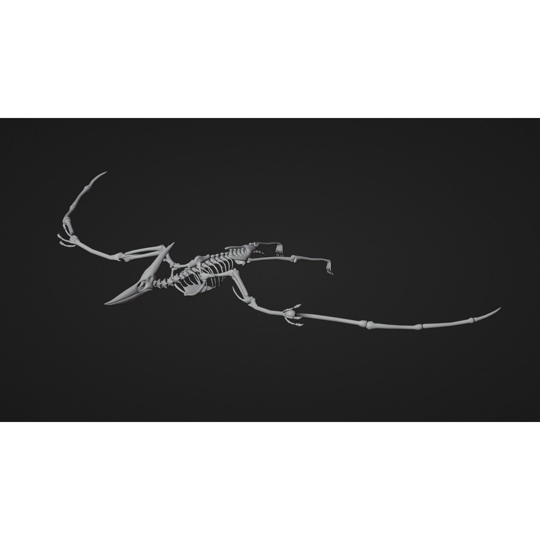 Pteranodon 3D Model – Realistic Low-Poly Dinosaur Fossil, FBX - View 11