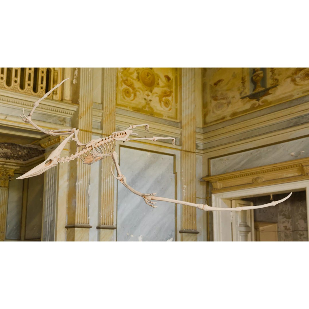 Pteranodon 3D Model – Realistic Low-Poly Dinosaur Fossil, FBX - View 2