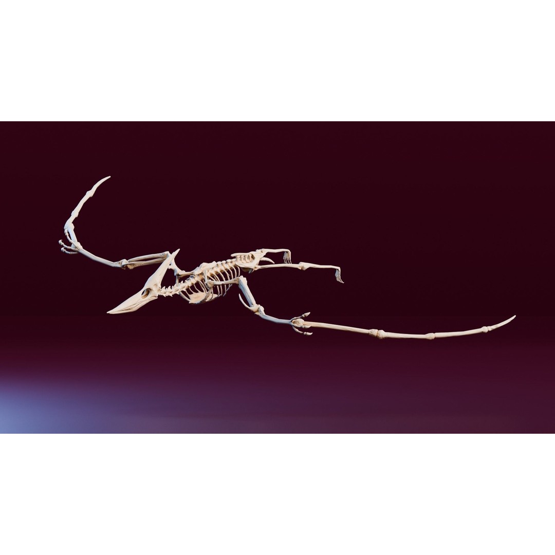 Pteranodon 3D Model – Realistic Low-Poly Dinosaur Fossil, FBX - View 3