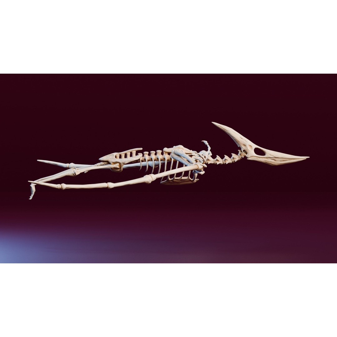 Pteranodon 3D Model – Realistic Low-Poly Dinosaur Fossil, FBX - View 4