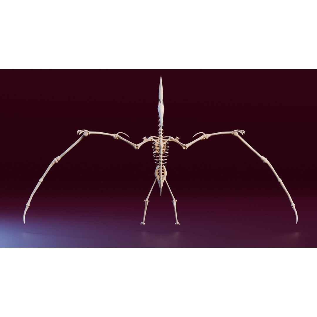 Pteranodon 3D Model – Realistic Low-Poly Dinosaur Fossil, FBX - View 5