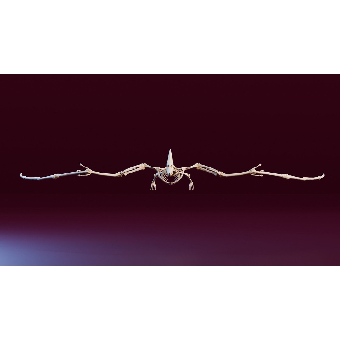 Pteranodon 3D Model – Realistic Low-Poly Dinosaur Fossil, FBX - View 7