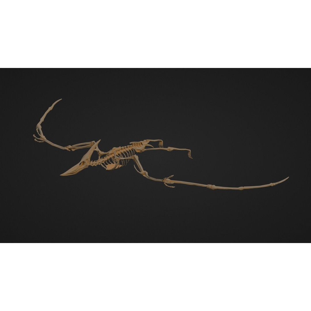 Pteranodon 3D Model – Realistic Low-Poly Dinosaur Fossil, FBX - View 8