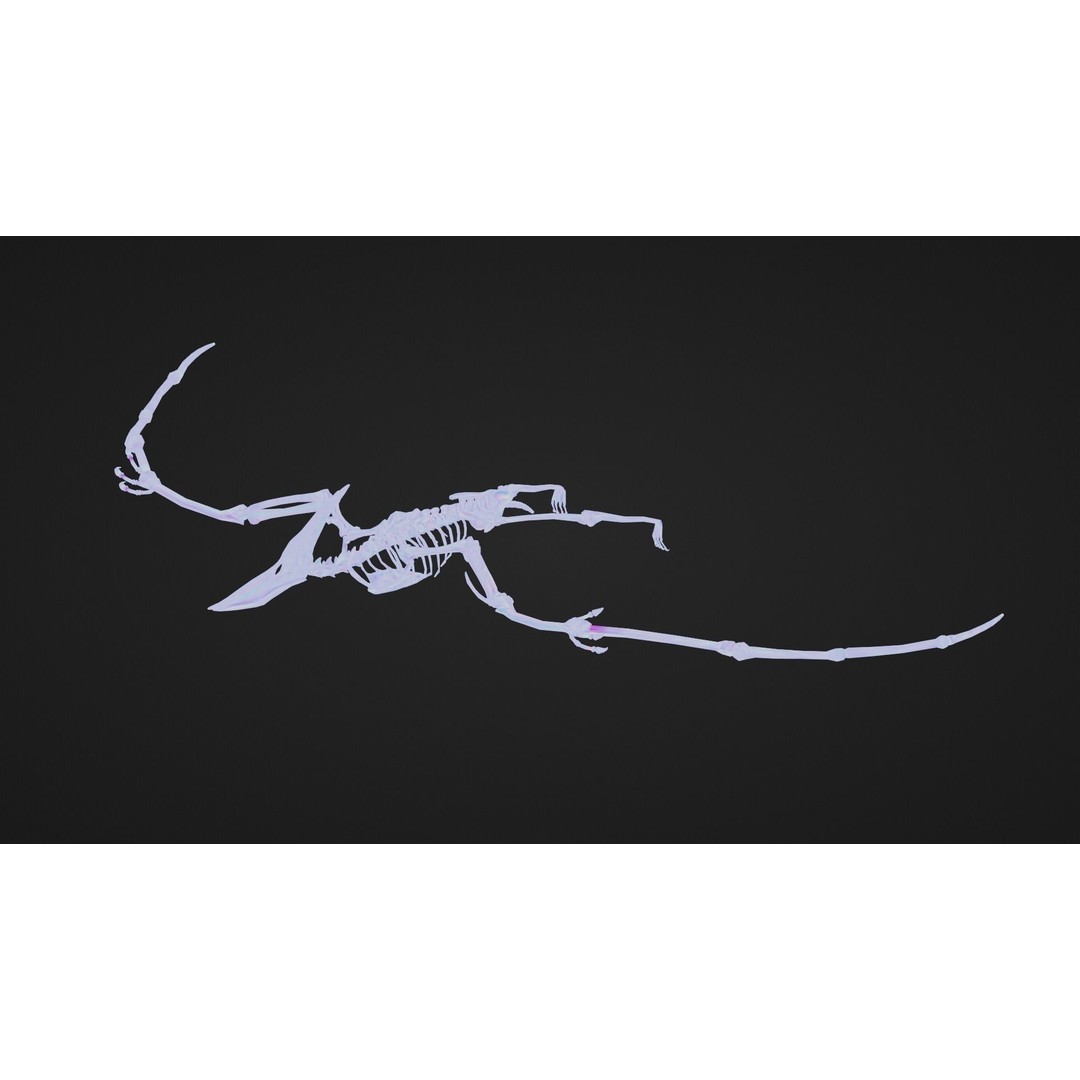 Pteranodon 3D Model – Realistic Low-Poly Dinosaur Fossil, FBX - View 9