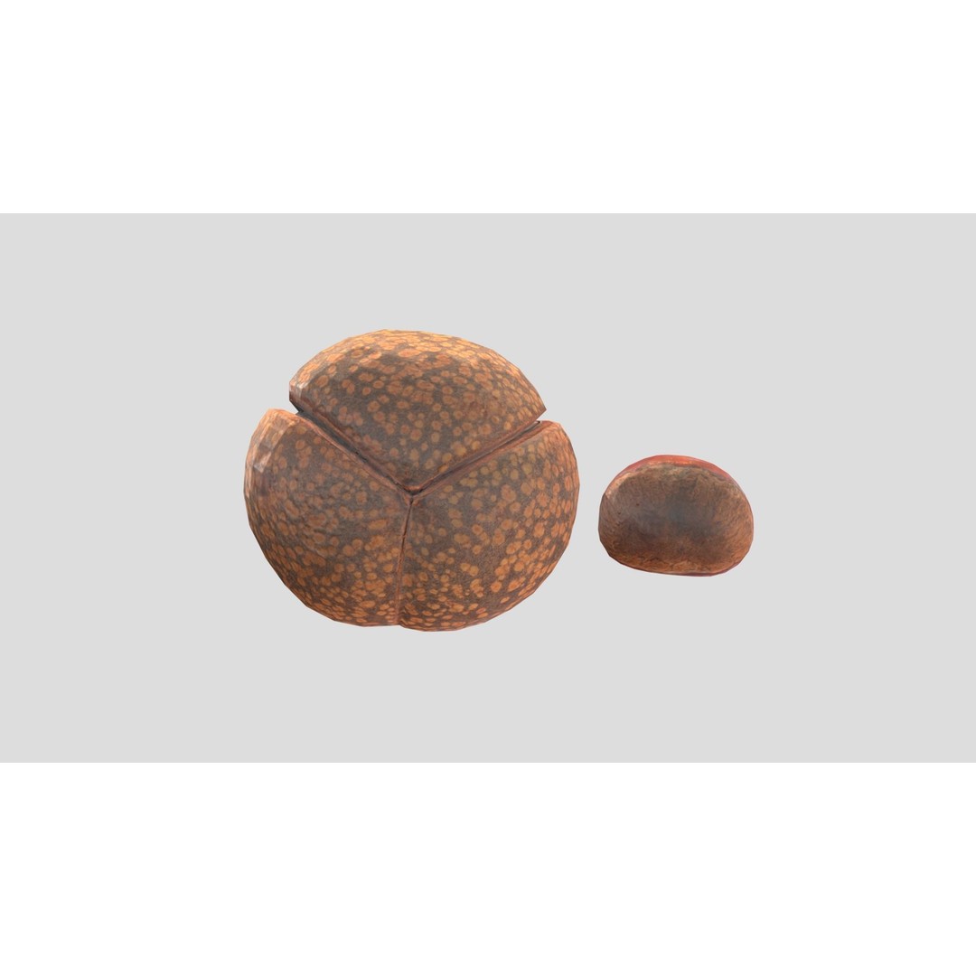 Chestnut 3D Model – Low Poly Game Asset, PBR Textures, FBX, OBJ - View 12