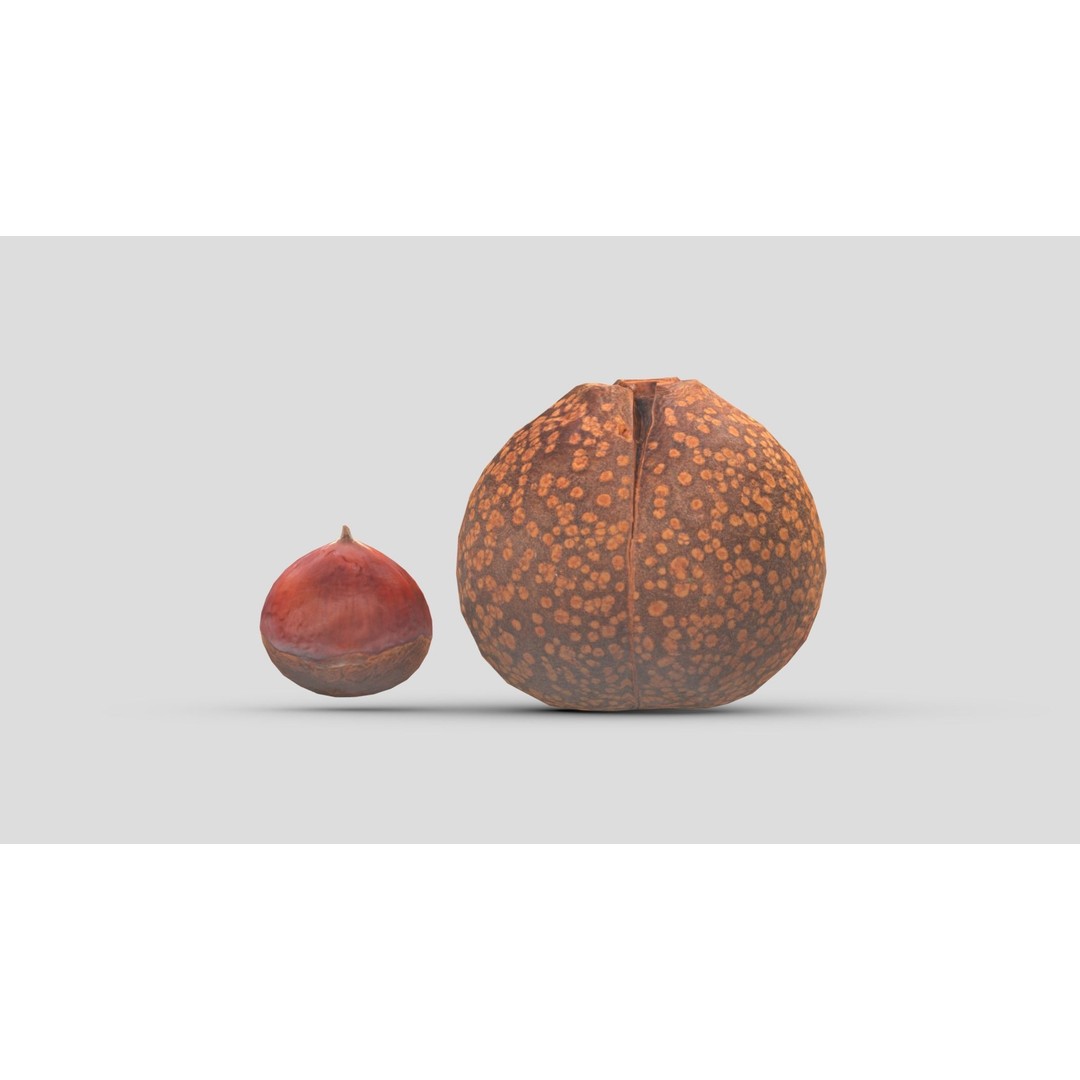 Chestnut 3D Model – Low Poly Game Asset, PBR Textures, FBX, OBJ - View 4