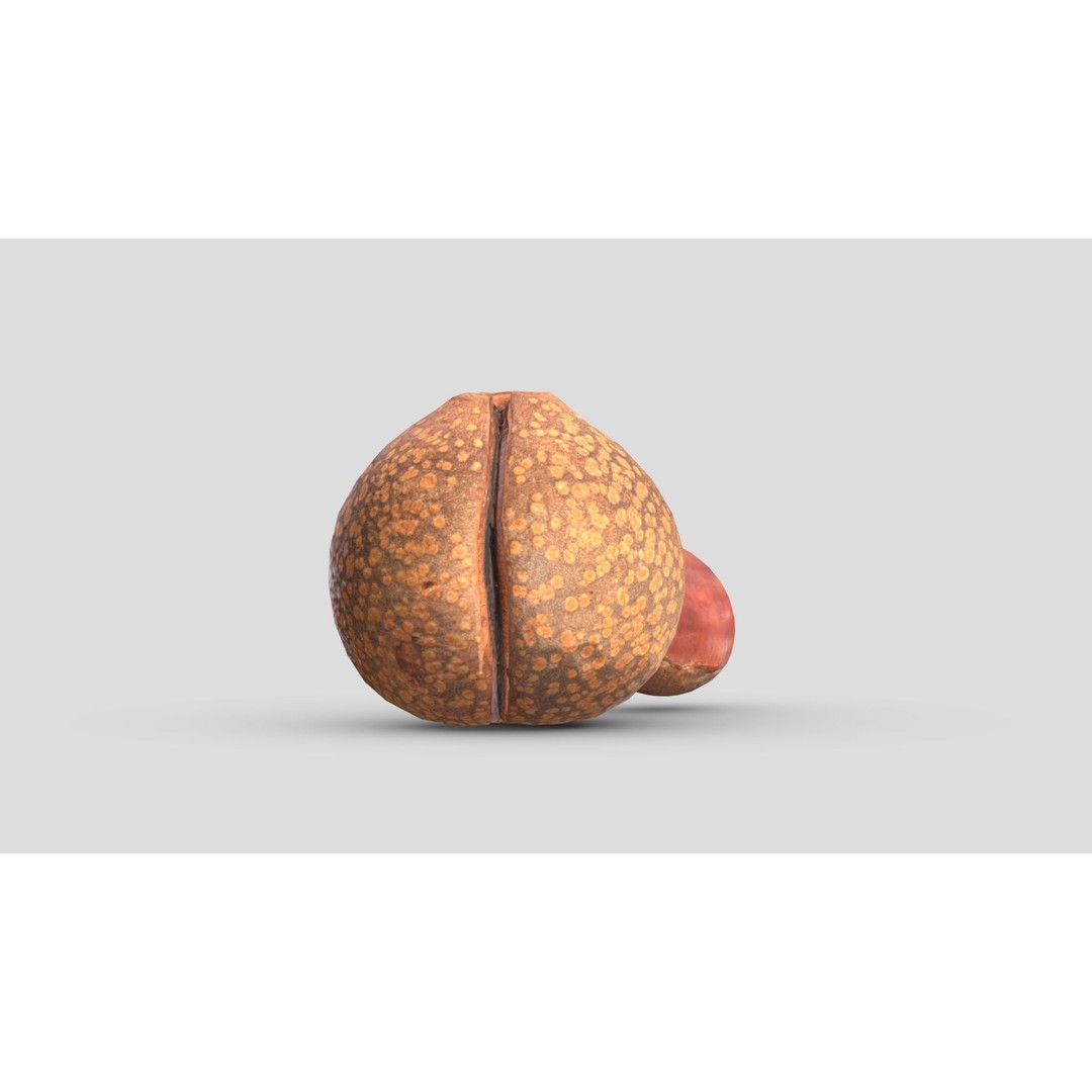 Chestnut 3D Model – Low Poly Game Asset, PBR Textures, FBX, OBJ - View 6