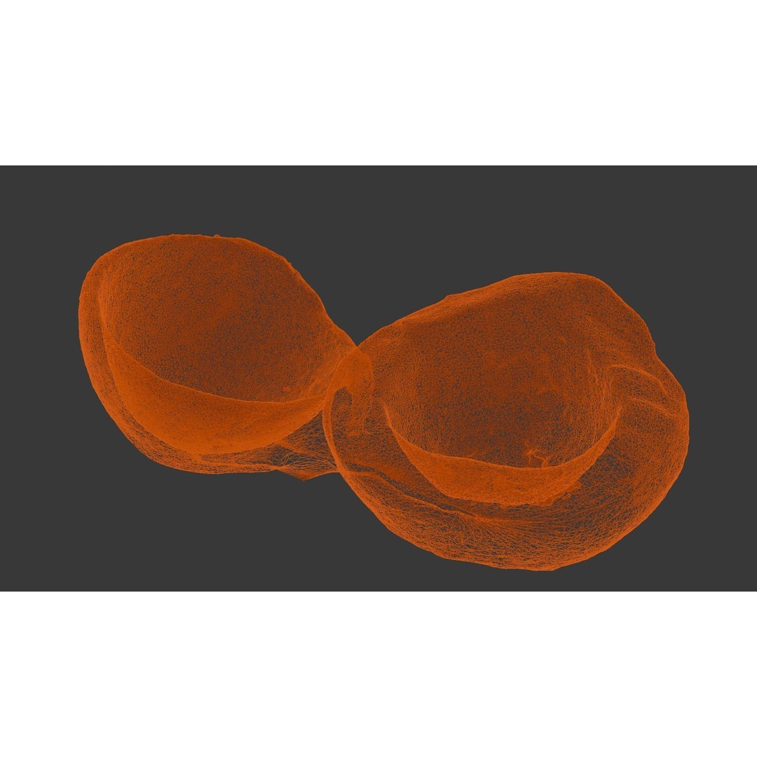 Coconut 3D Model – Low Poly Digital Asset with PBR Textures - View 13