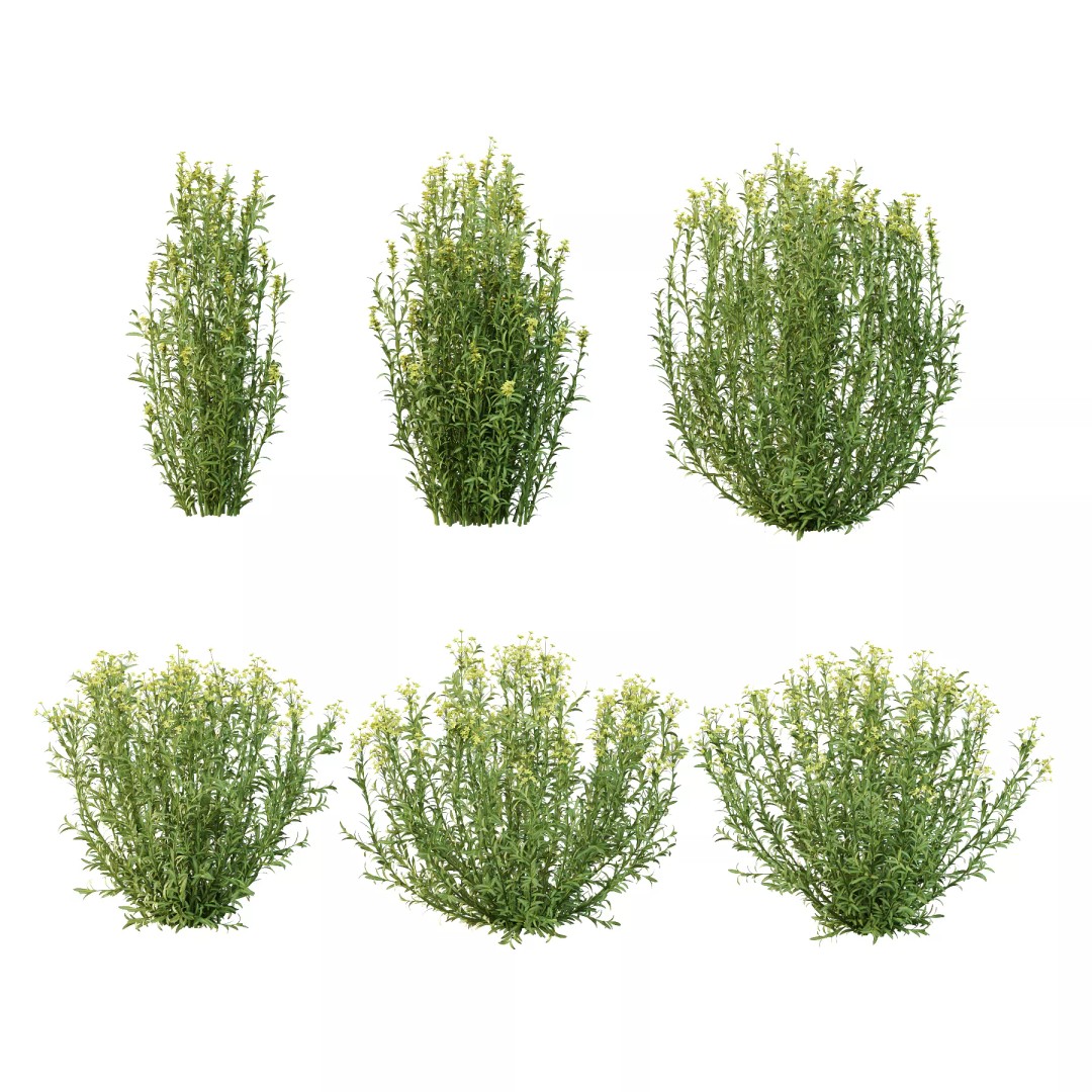 Euphorbia Palustris 3D Model – High Poly PBR Plant Asset, FBX & OBJ - View 2
