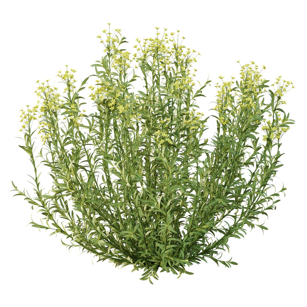 Euphorbia Palustris 3D Model – High Poly PBR Plant Asset, FBX & OBJ - View 3