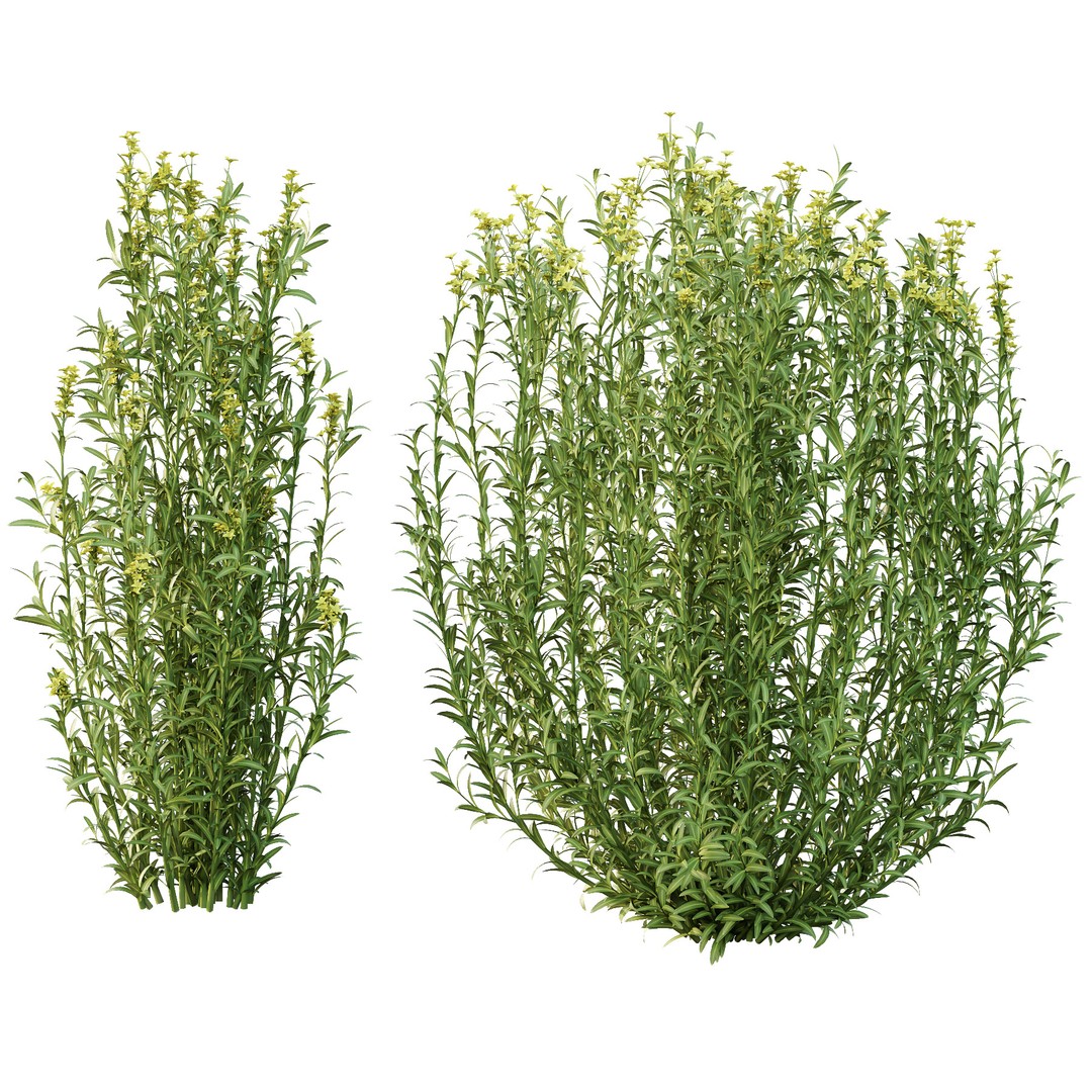 Euphorbia Palustris 3D Model – High Poly PBR Plant Asset, FBX & OBJ - View 4