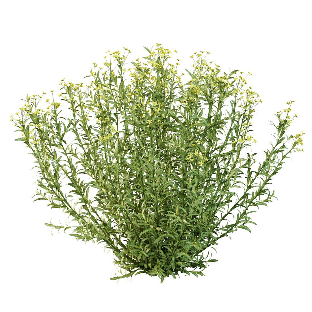 Euphorbia Palustris 3D Model – High Poly PBR Plant Asset, FBX & OBJ - View 6