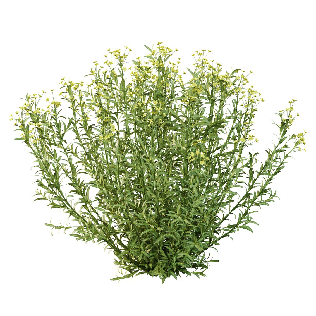 Euphorbia Palustris 3D Model – High Poly PBR Plant Asset, FBX & OBJ - View 7