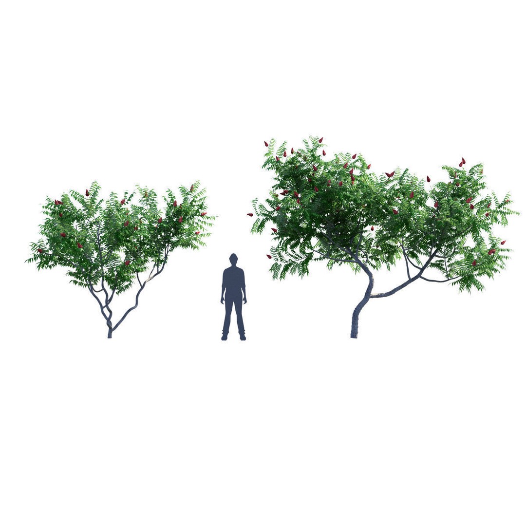 Rhus Typhina 3D Model – High Poly Tree Asset, FBX & OBJ