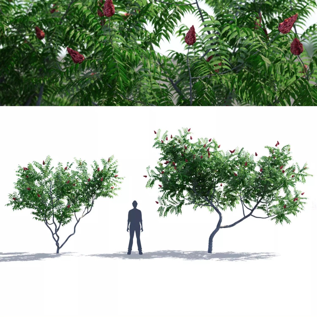 Rhus Typhina 3D Model – High Poly Tree Asset, FBX & OBJ - View 2