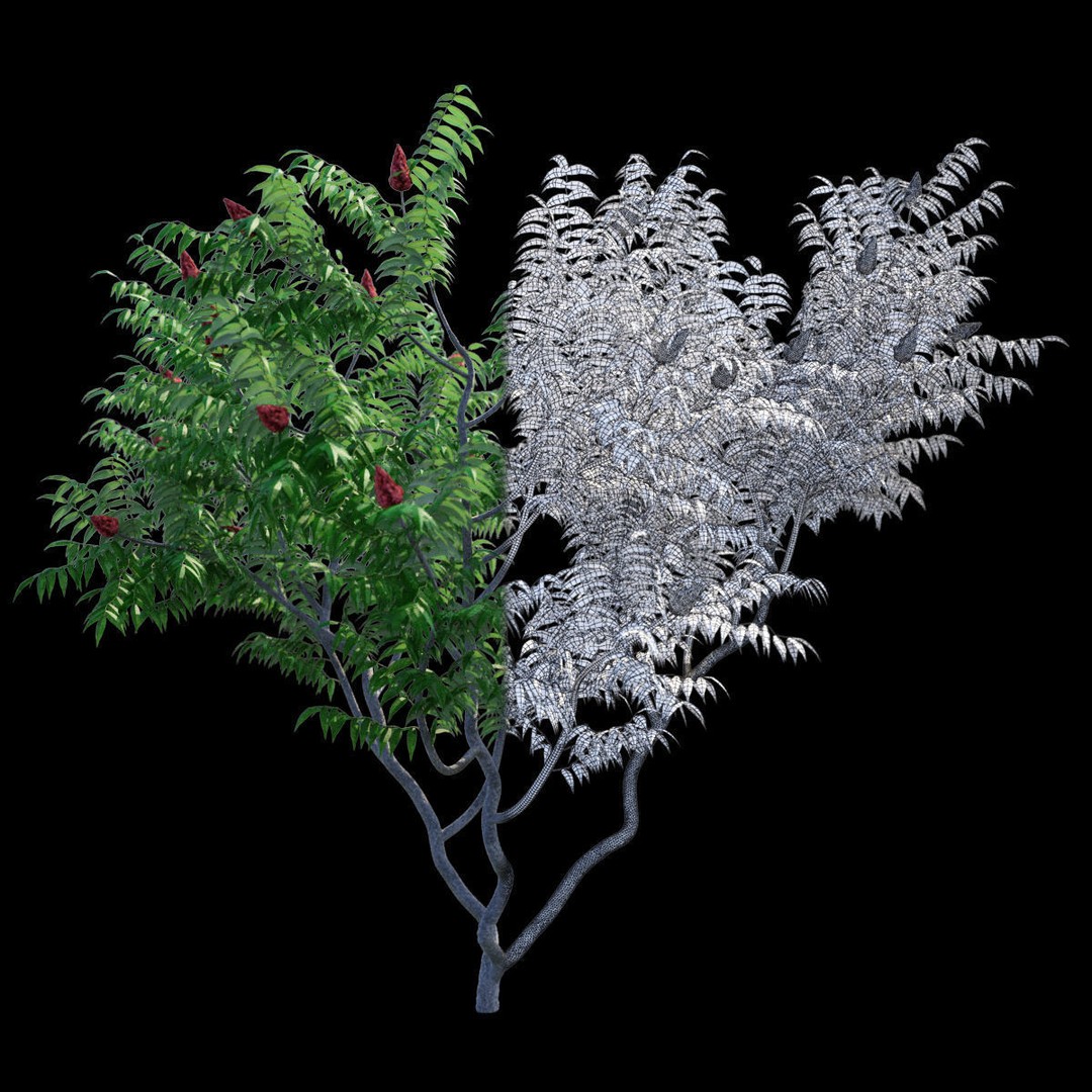 Rhus Typhina 3D Model – High Poly Tree Asset, FBX & OBJ - View 3