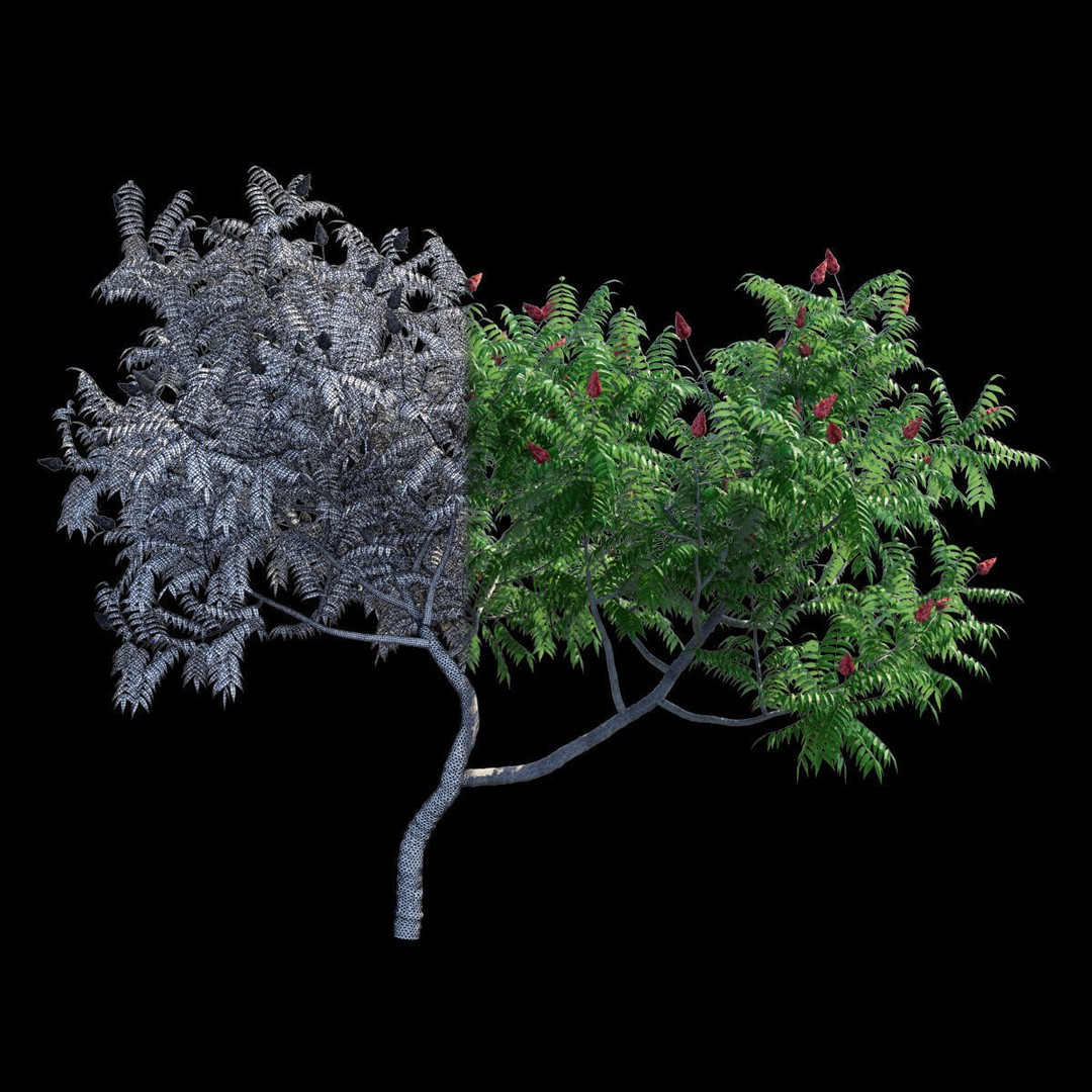 Rhus Typhina 3D Model – High Poly Tree Asset, FBX & OBJ - View 4